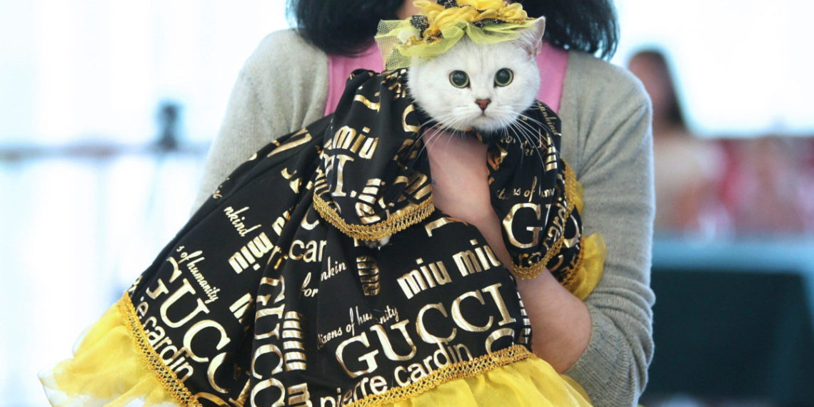 Una donna mostra il suo gatto a una sfilata di moda felina