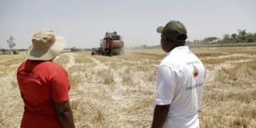 Agricoltori sulla loro terra durante la mietitura del grano a Bindura, Zimbabw