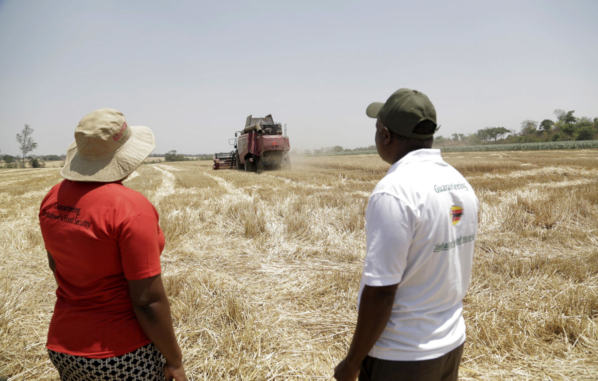 Agricoltori sulla loro terra durante la mietitura del grano a Bindura, Zimbabw