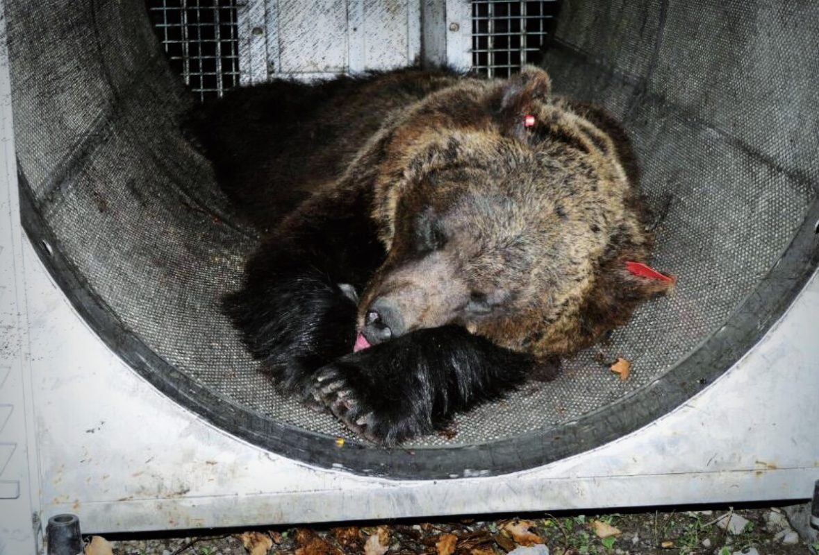 L'orsa Jj4, sospettata di avere attaccato e ucciso il runner Andrea Papi il 5 aprile scorso in val di Sole, Trentino, in una foto del 2020, quando le fu messo il radiocollare (foto Ansa)