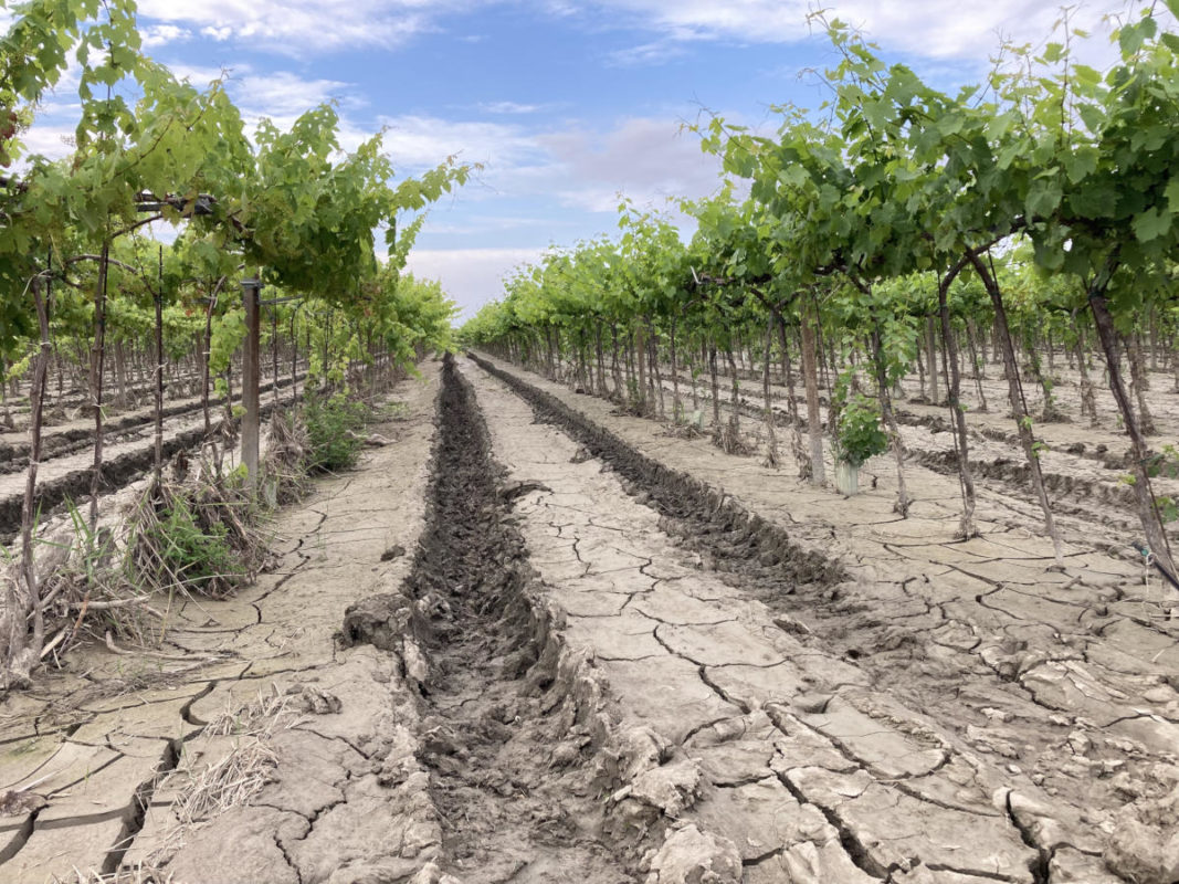 Vigna semisepolta dal fango secco dopo l’alluvione in Romagna