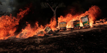 Arnie per le api in fiamme in una azienda agricola nei pressi di Atene il 22 agosto scorso