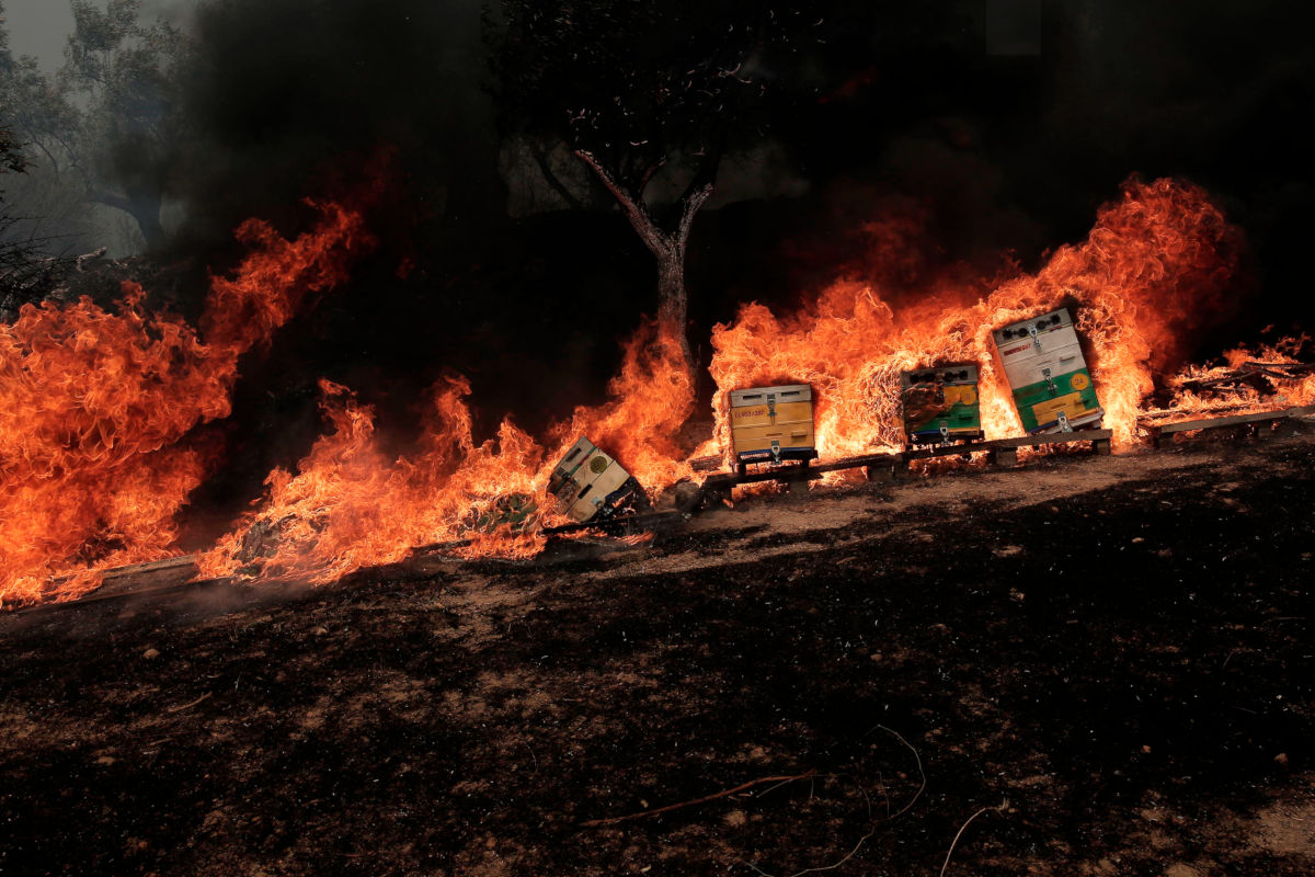 Arnie per le api in fiamme in una azienda agricola nei pressi di Atene il 22 agosto scorso