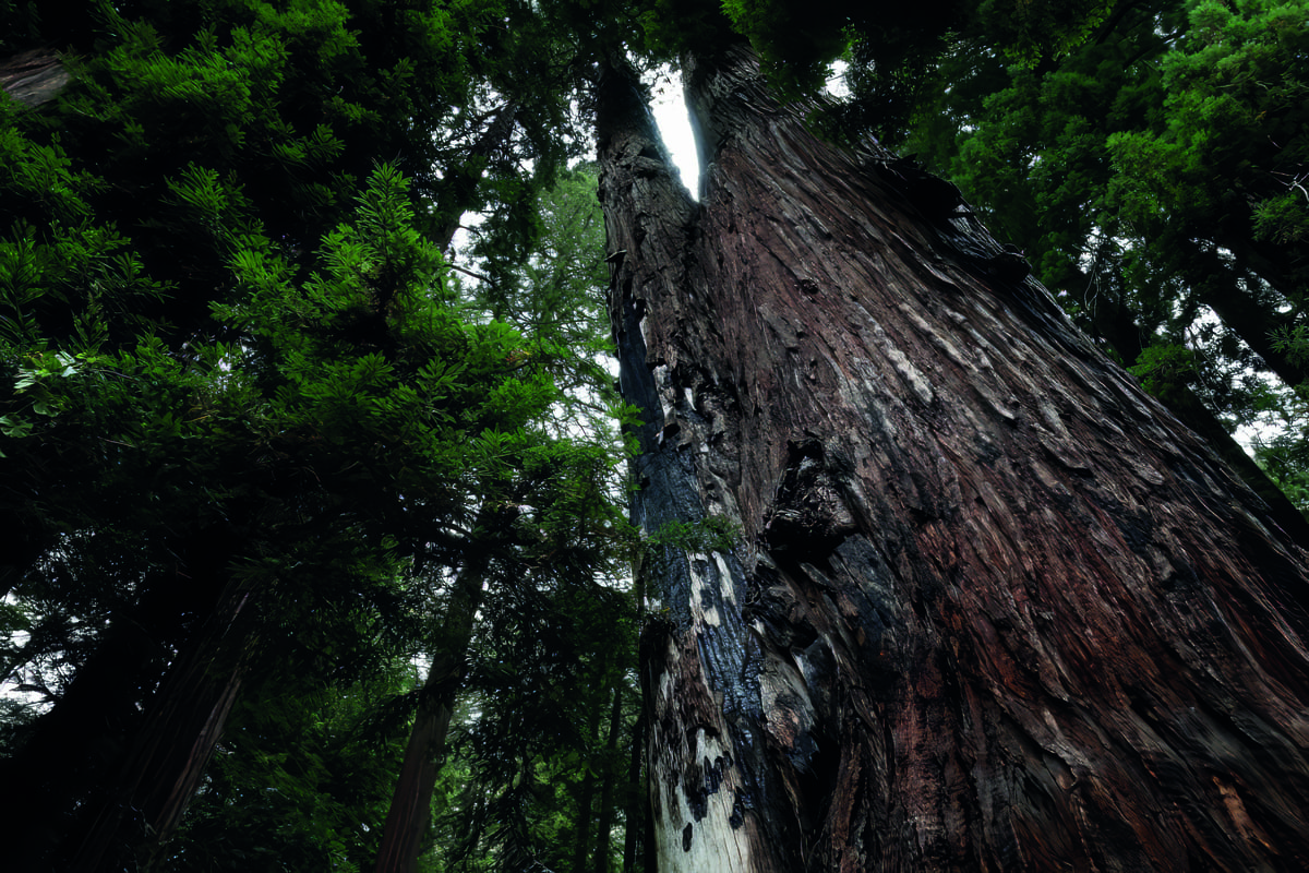 albero