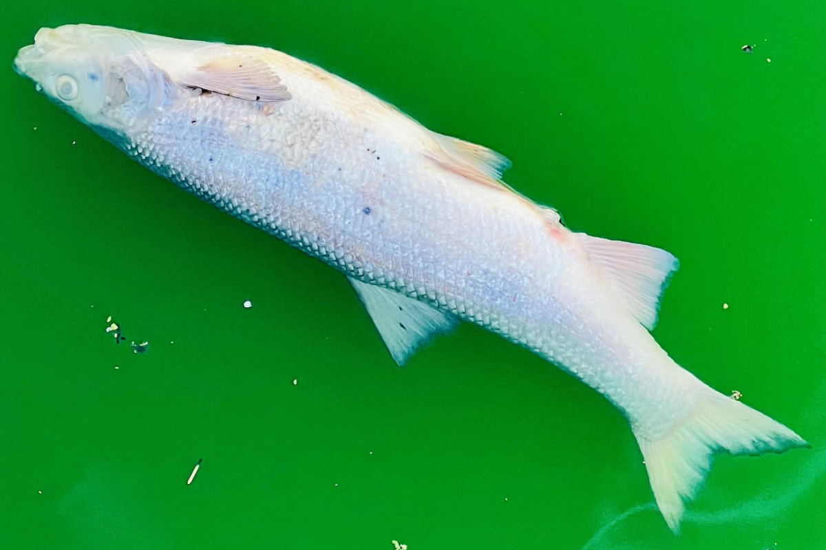Un pesce morto nel fiume Lauch reso verde fosforescente dagli ambientalisti di Extinction Rebellion. Foto postata su Facebook dal sindaco di Colmar, Éric Straumann