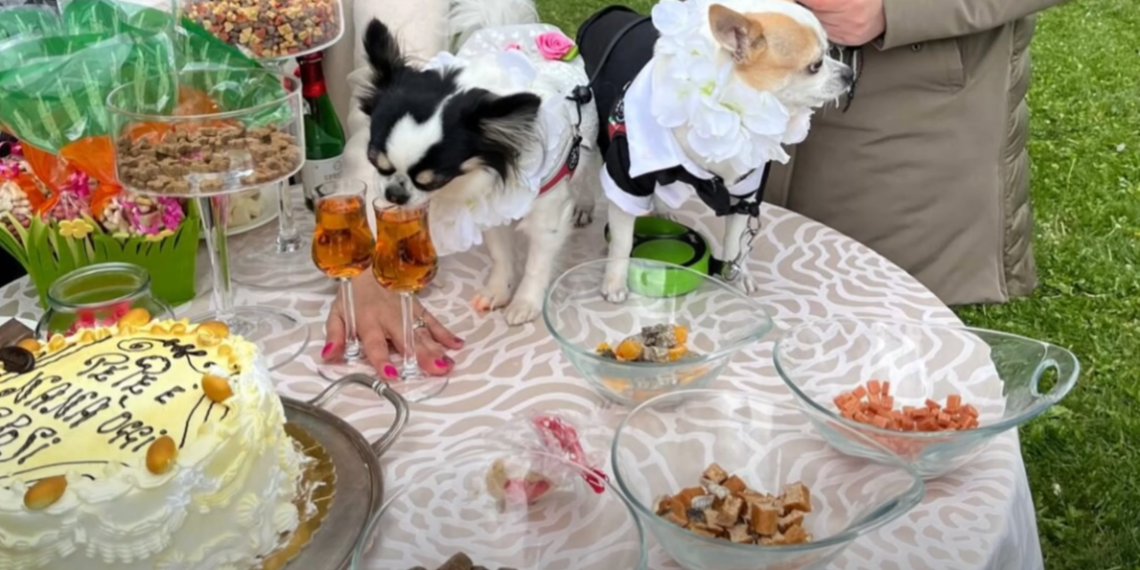 Il primo “matrimonio” tra cani in Italia (foto dal canale YouTube de “La Zanzara”)