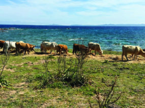 Il mondo di “prima”. Un lembo di Gallura