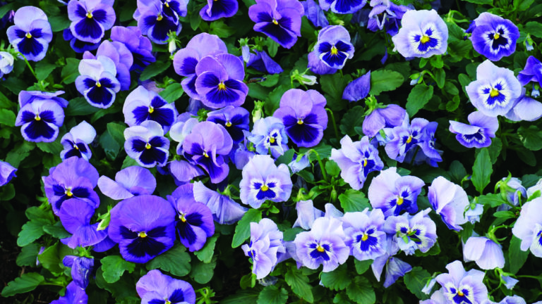 Impastati come Andrea e la sua amata Viola, insieme per sempre