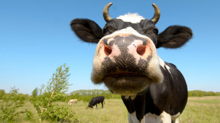 La mucca green e il segreto della felicità