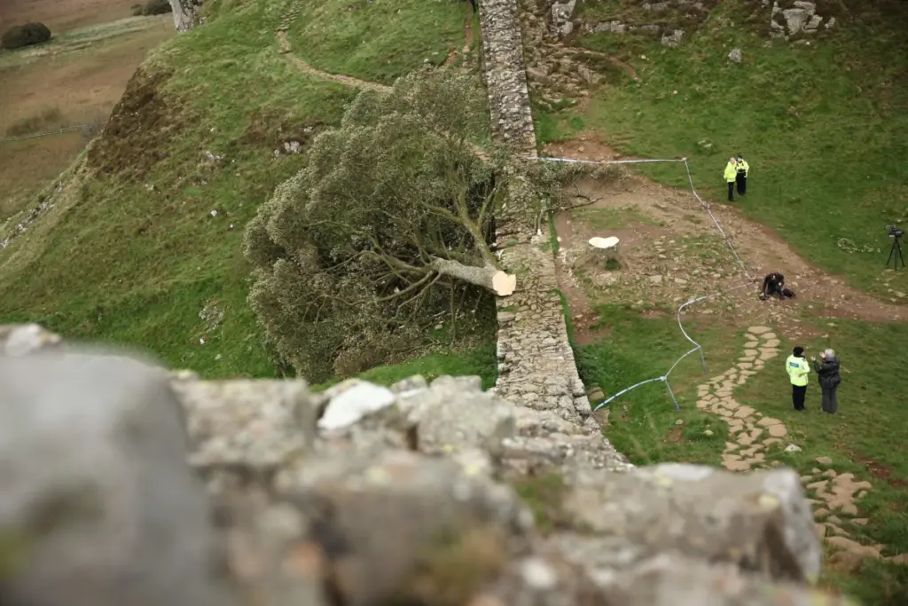 Il Sycamore Gap Tree abbattuto (foto Ansa)