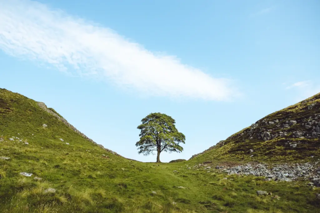 Sycamore Gap Tree