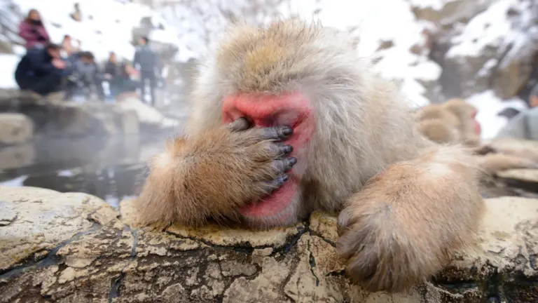 Un esemplare di Macaca fuscata, anche detto macaco giapponese (foto Depositphotos)