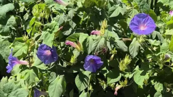 La Bella di giorno sa