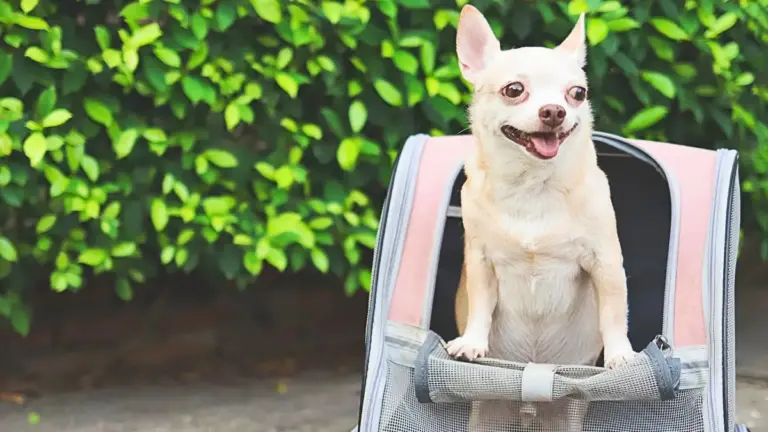 Attenti a zio cane