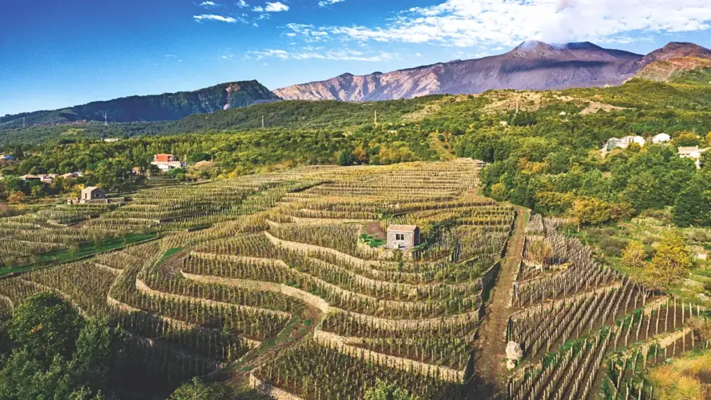 Vista panoramica di un vigneto alle pendici dell'Etna, con filari di viti che si snodano in modo sinuoso. Al centro, si vede una piccola costruzione, probabilmente un casale, circondata dalle vigne. Sullo sfondo si ergono le colline verdi e il Monte Etna, che emette una leggera colonna di fumo. Il cielo è sereno, con alcune nuvole sparse