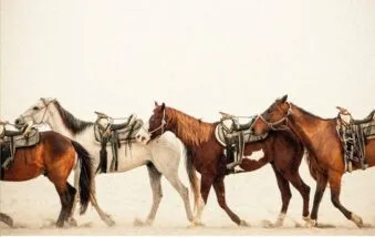 L’accompagnatore, La fine dei vandalismi, Sentieri selvaggi