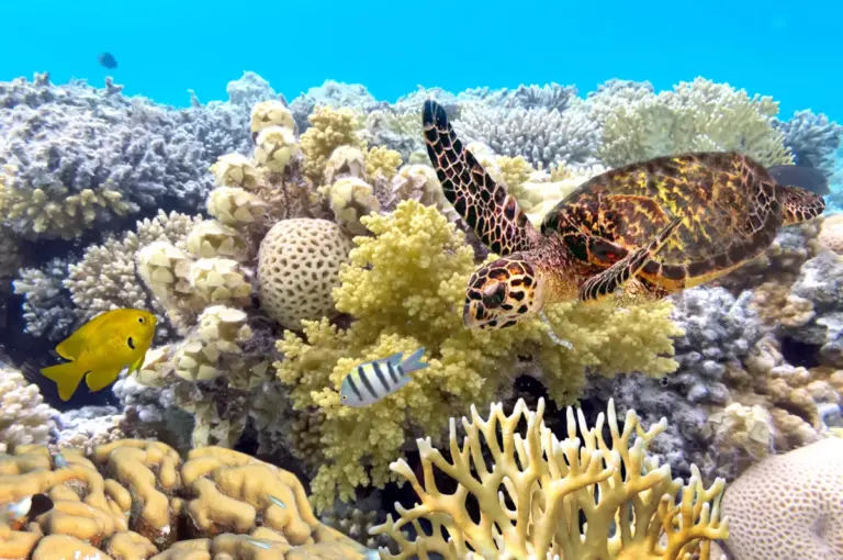 La scomoda verità sulla Grande Barriera Corallina