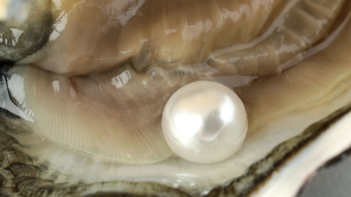 Perla in un’ostrica aperta