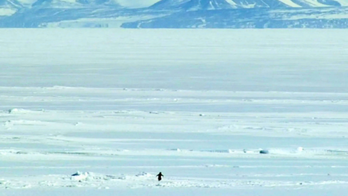 Il frame del pinguino del documentario diretto da Werner Herzog che è diventato un meme virale