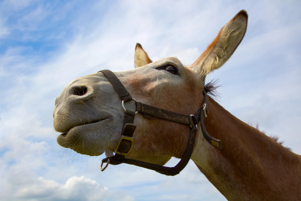 Un “burro” (asino)