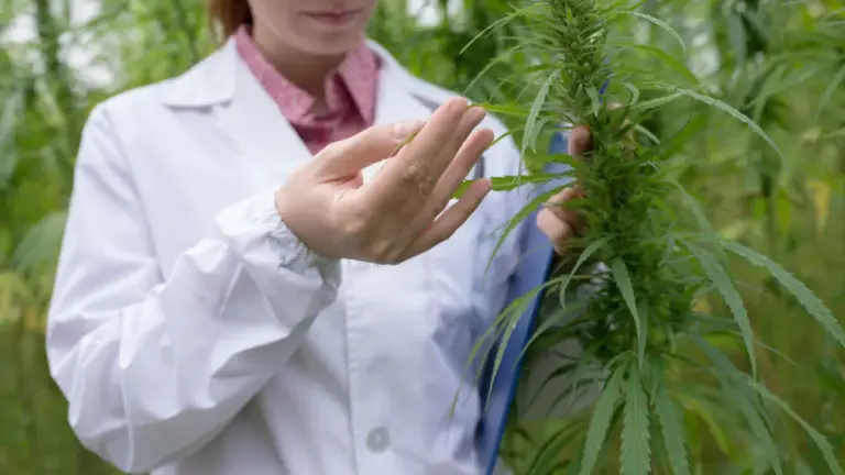 La cannabis non cura ansia e depressione. Le scatena