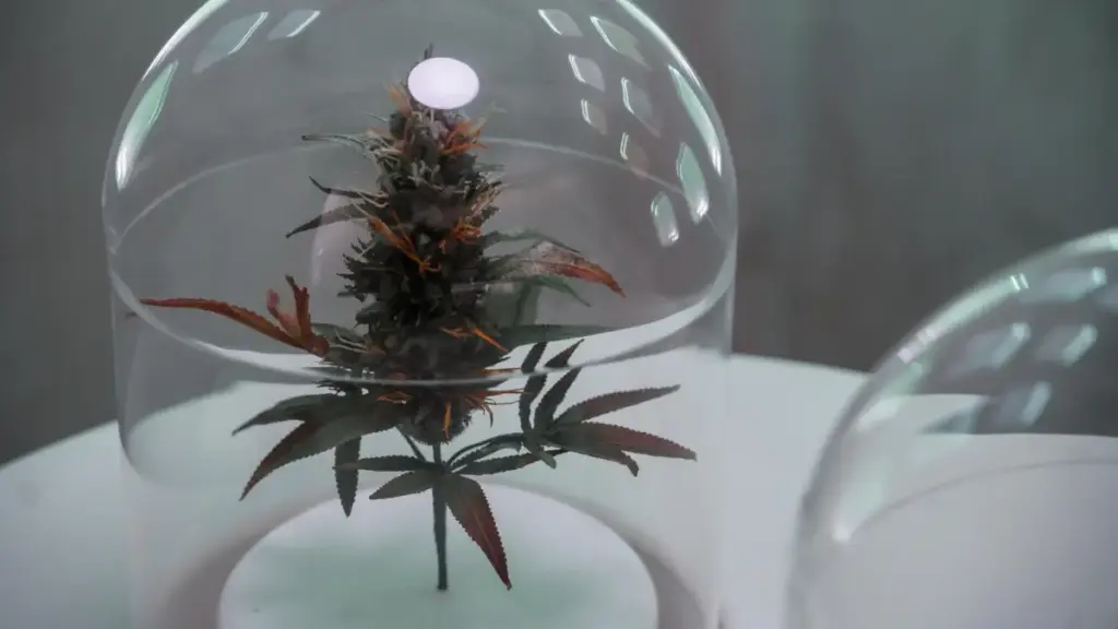 Una pianta di cannabis è esposta in un dispensario autorizzato dallo stato di New York.