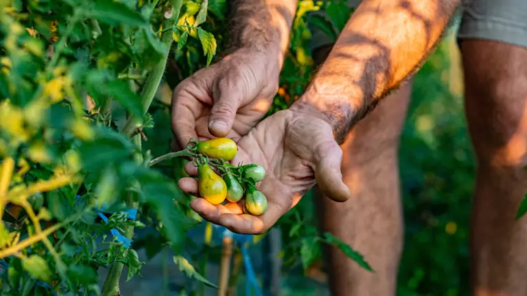 L&rsquo;agricoltura biologica inquinata da sussidi facili e ideologia