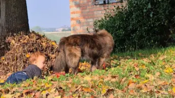 Piangere per un cane