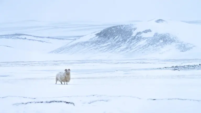 Pecora in mezzo alla neve in Islanda (foto Depositphotos)