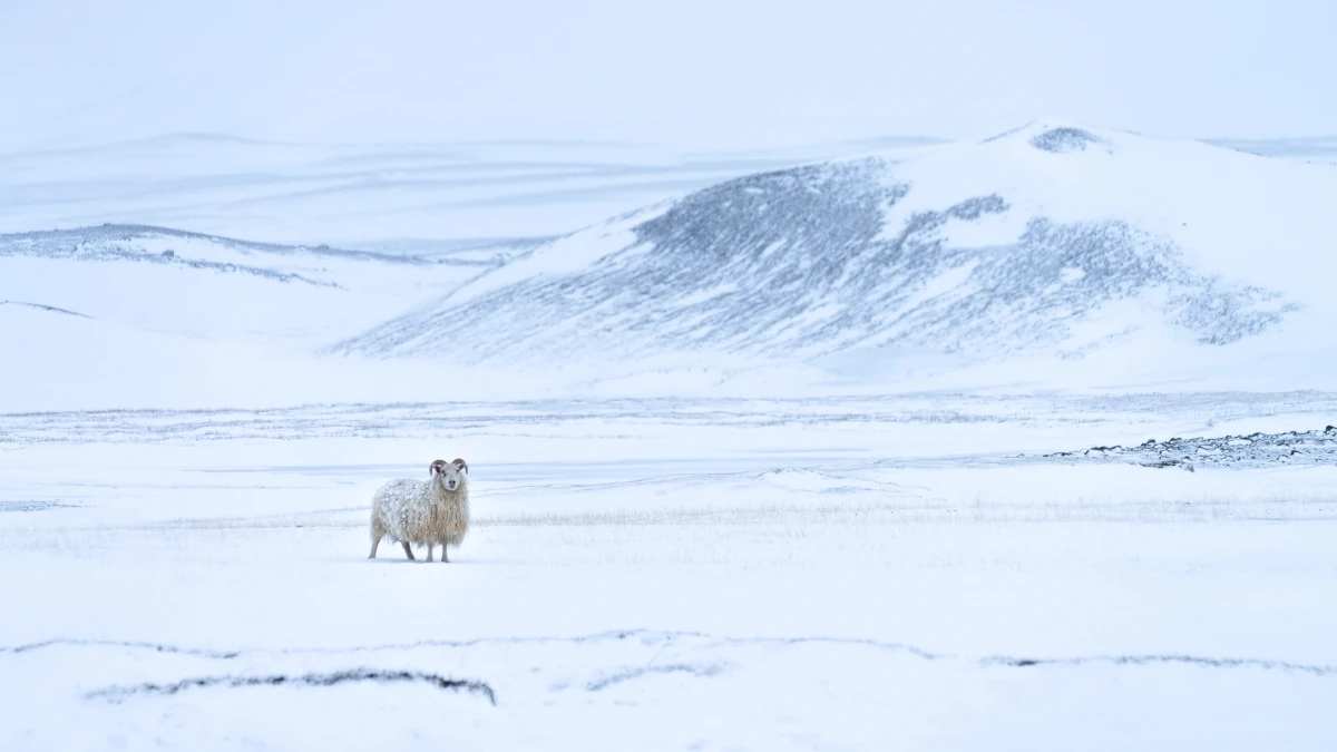 Pecora in mezzo alla neve in Islanda (foto Depositphotos)
