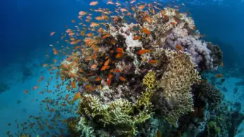 La Barriera Corallina si rifiuta di dar retta ai catastrofisti