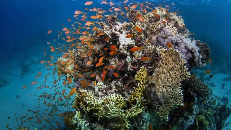 La Barriera Corallina si rifiuta di dar retta ai catastrofisti